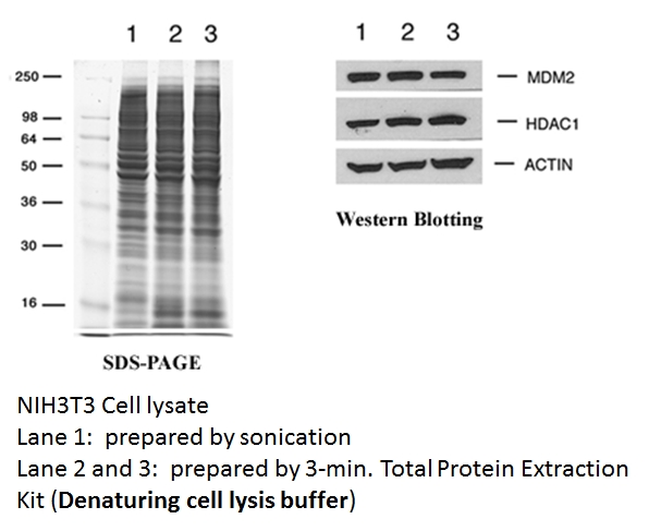 total protein extraction kit, animal cells, protein purification