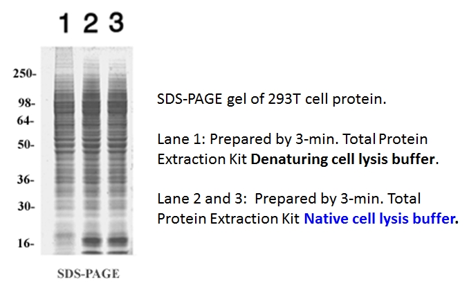 total protein extraction kit,animal cells, protein purification