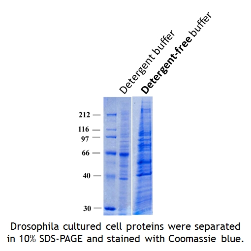 Detergent-free Total Protein Extraction Kit for Animal cells