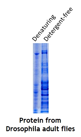 Detergent-free Total Protein Extraction Kit for Animal tissues