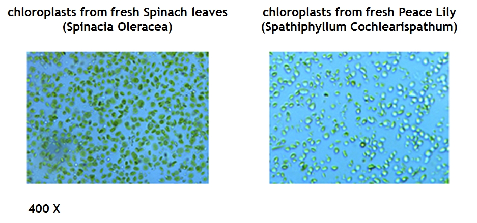 Intact Plant Chloroplast Isolation Kit