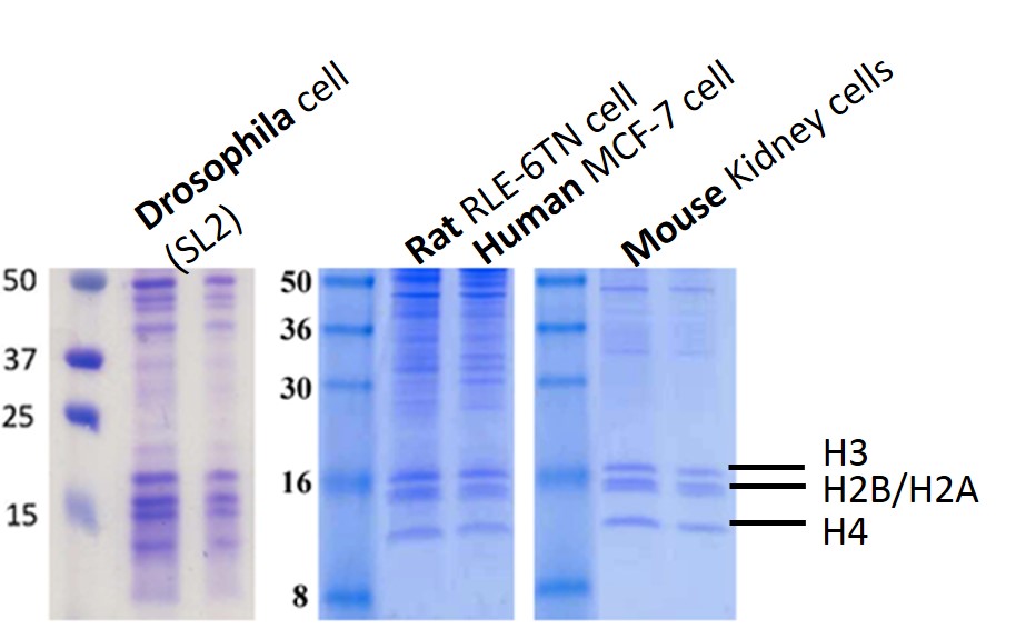 High efficient extraction of both Histon and other DNA binding protein