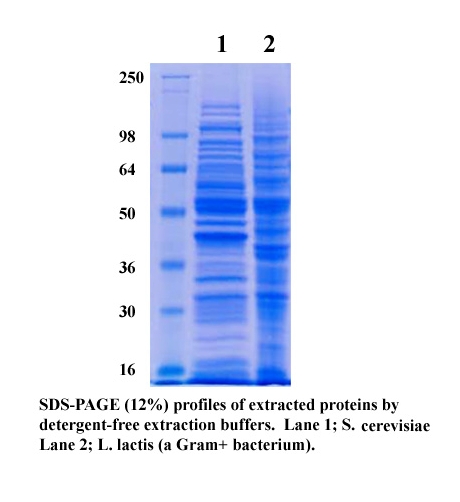 Thick Cell Wall Microbes Detergent-Free Total Protein Extraction Kit