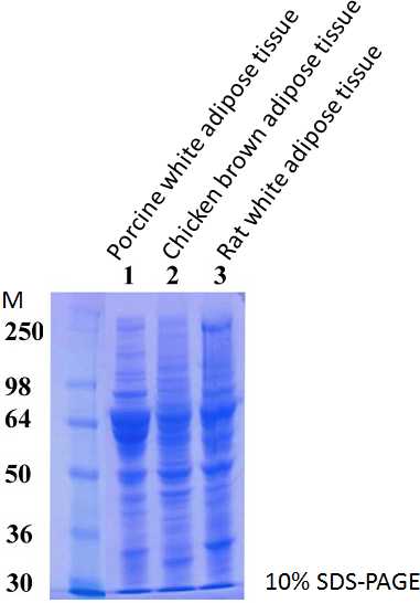 Total Protein Extraction Kit for Adipose Tissues Adipocytes