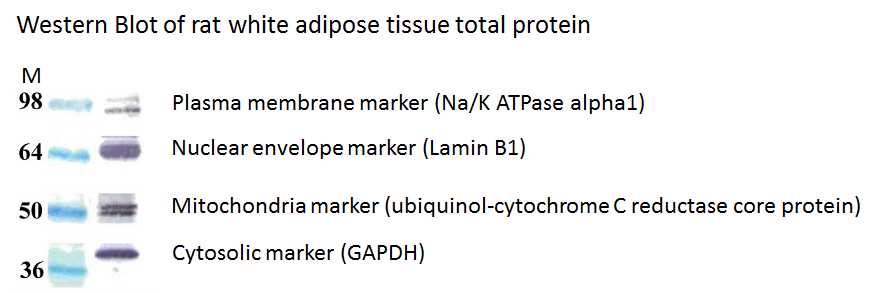 Total Protein Extraction Kit for Adipose Tissues Adipocytes