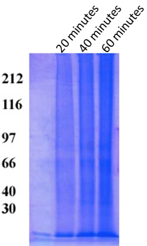 Protein Extraction Kit for Fixed and Embedded Tissues, FFPE