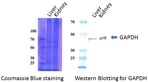 protein extraction method, FFPE protein extraction