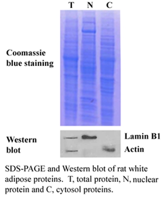 Adipose nuclear protein