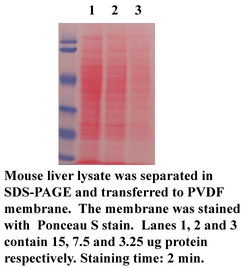 Ponceau S Stain