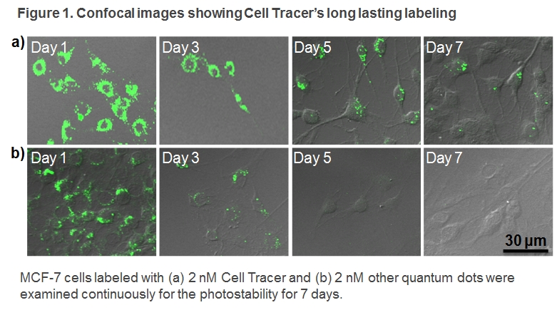 Long-term Cell Tracer, long lasting labeling