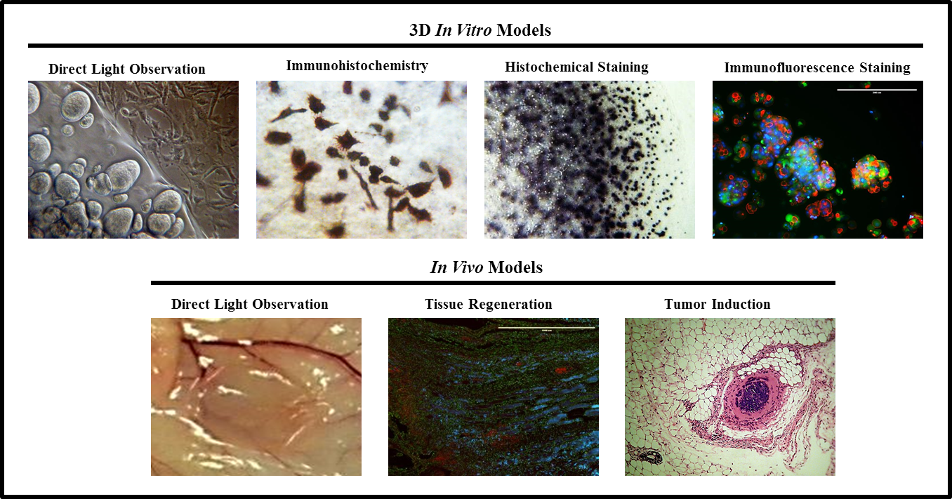 3D Cell Culture Gel - Col-Tgel for tumor cell, stem cell and primary cell, in vitro and in vivo