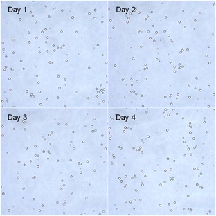 CD34+ cells culturing kit