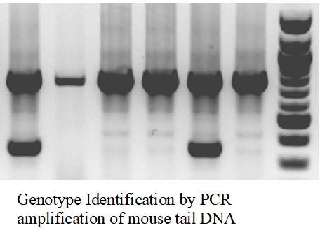 Mouse Tail DNA Extraction Kit /