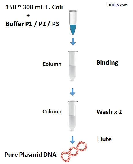 Pure Plasmid DNA Maxiprep Kit, Plasmid DNA purification Kit