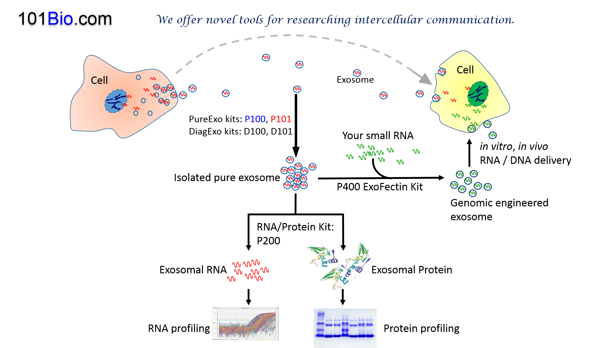 Exosome isolation kits, exosome purification kits