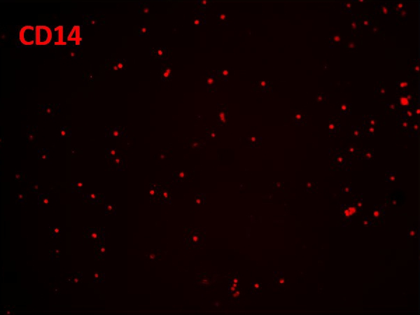 human peripheral blood CD14+ cells, 90% purity