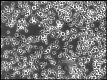 human cord blood CD34+ cells