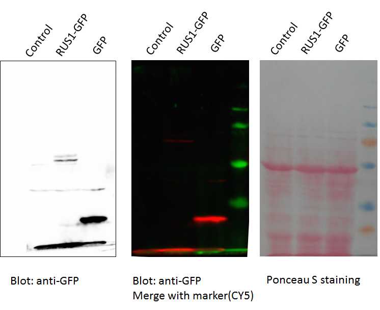 GFP Antibody, Superior Quality, No background