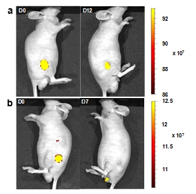 Long-term Cell Tracer, long term in vivo labeling