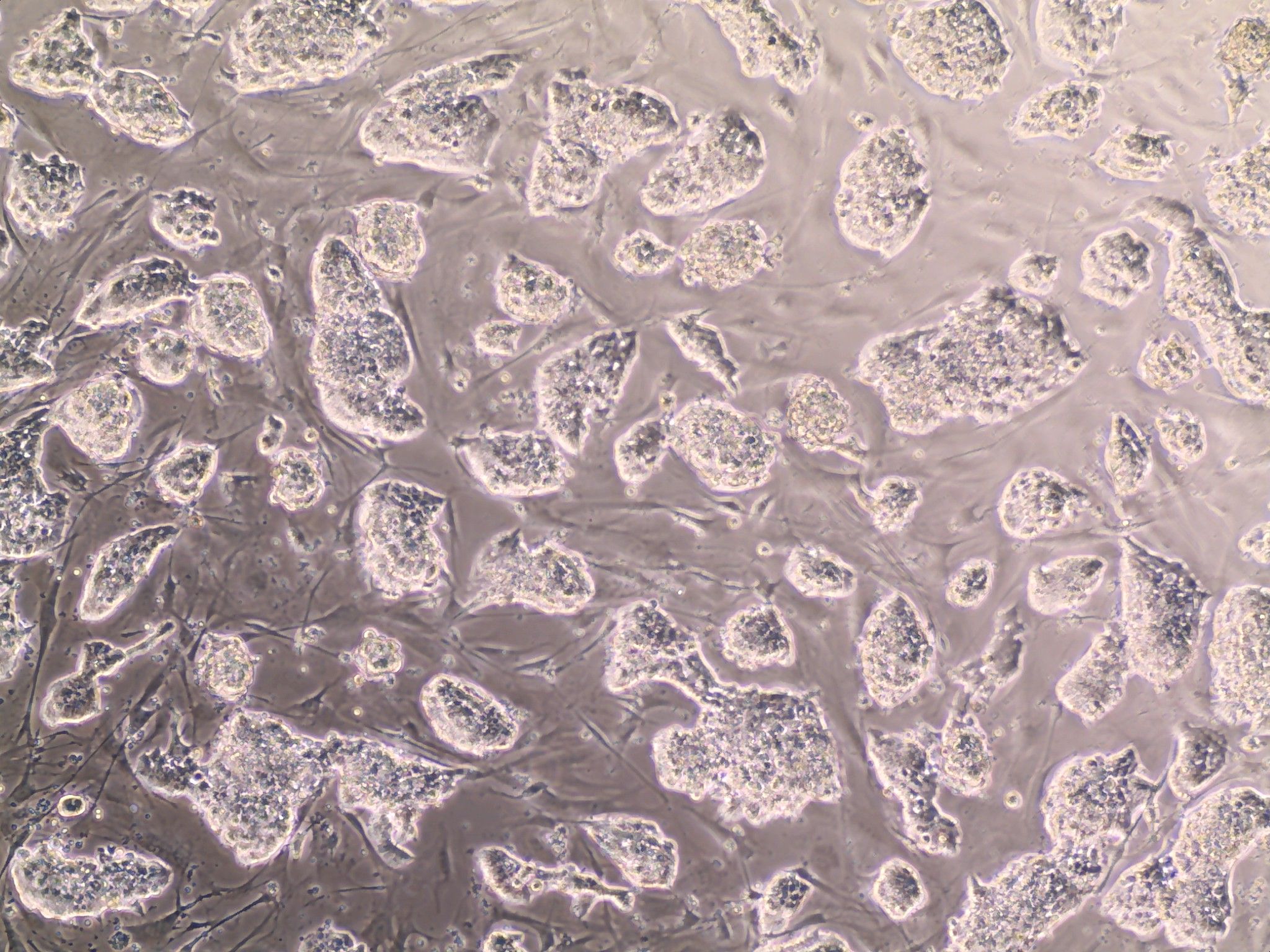 Embryonic Stem Cell qualified FBS