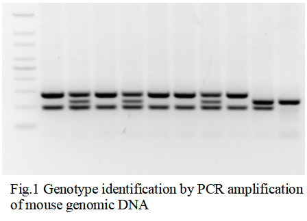 Mouse Tail DNA Extraction Kit /