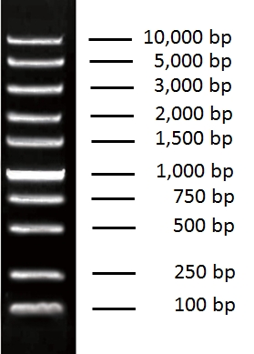 Universal DNA Marker, 100 bp ~ 10,000 bp DNA ladder