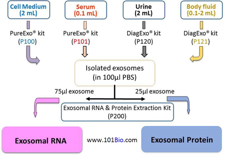 Exosome Isolation Kits, exosome purification, Exosomal RNA and Protein Extraction kit